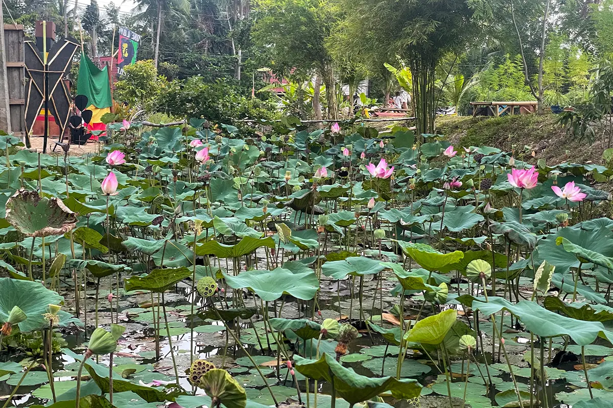 Deep green jungle rainy season Koh Phangan October December covered terrace villa